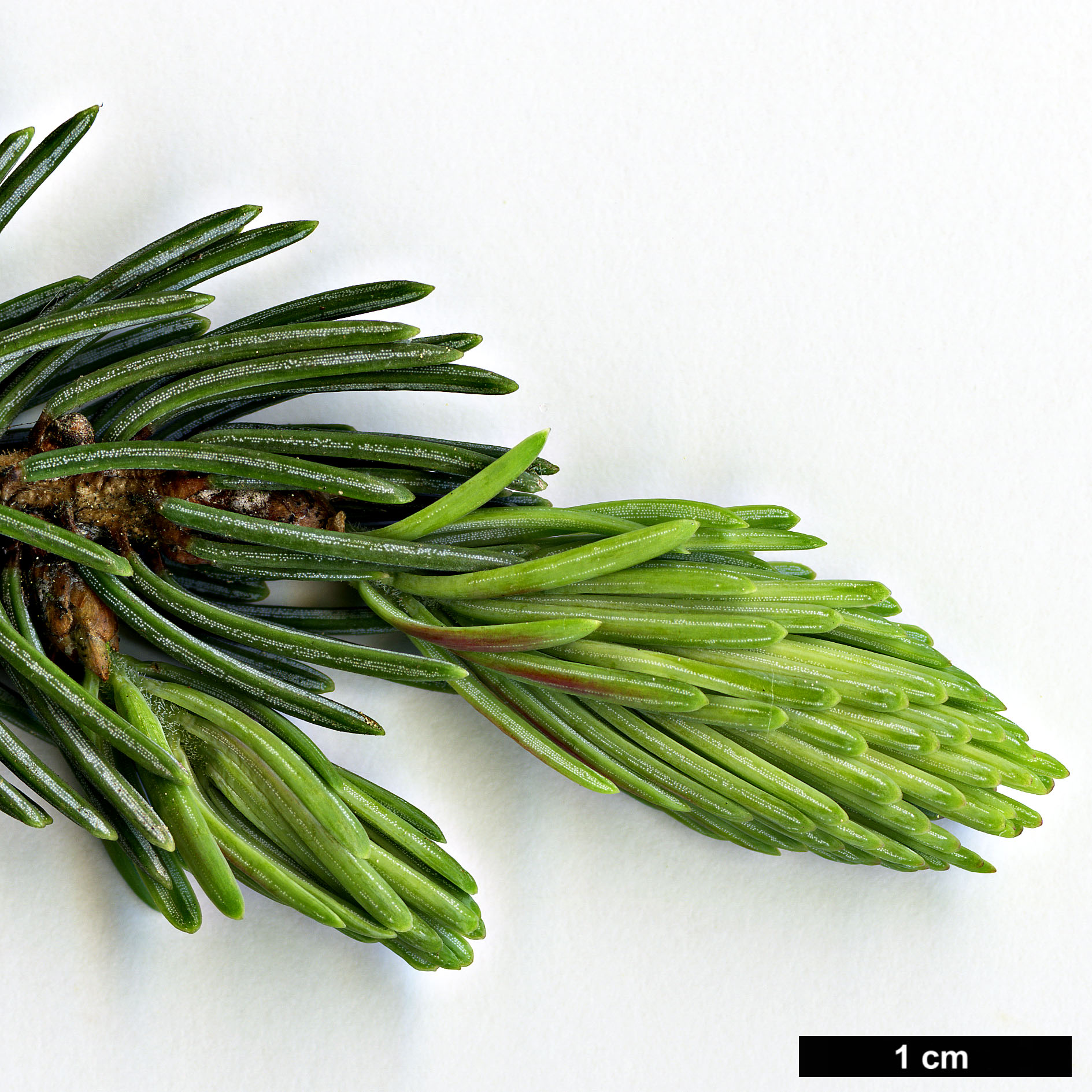 High resolution image: Family: Pinaceae - Genus: Picea - Taxon: likiangensis - SpeciesSub: var. rubescens